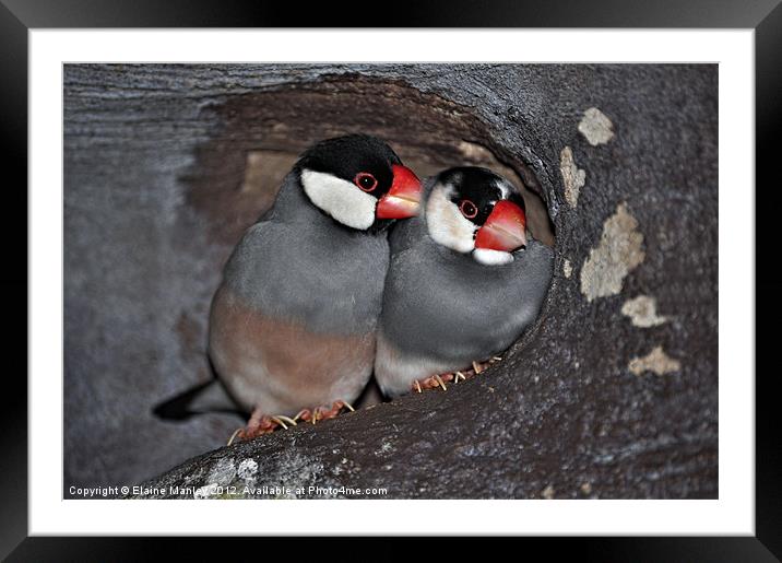 Java Sparrows Framed Mounted Print by Elaine Manley