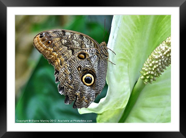 Owl Butterfly Framed Mounted Print by Elaine Manley