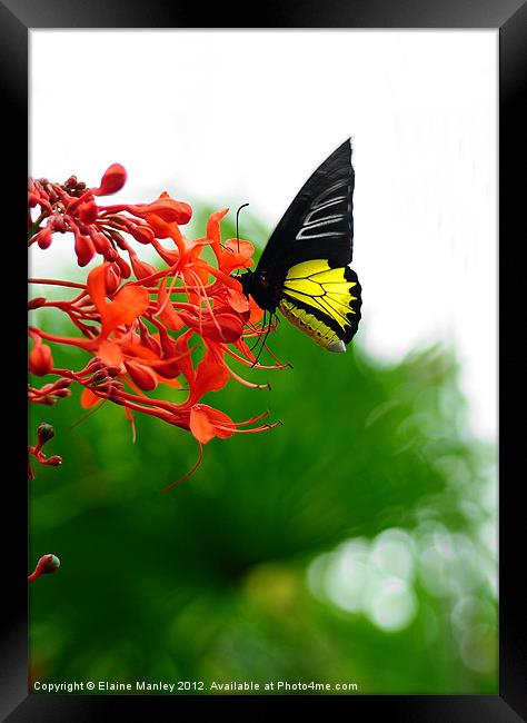 Common Birdwing ...Troides Helena Framed Print by Elaine Manley