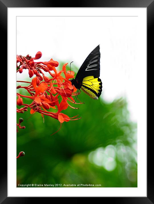 Common Birdwing ...Troides Helena Framed Mounted Print by Elaine Manley