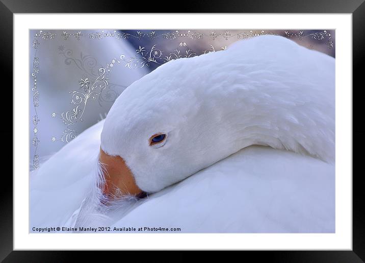 Sleepy Swan Framed Mounted Print by Elaine Manley