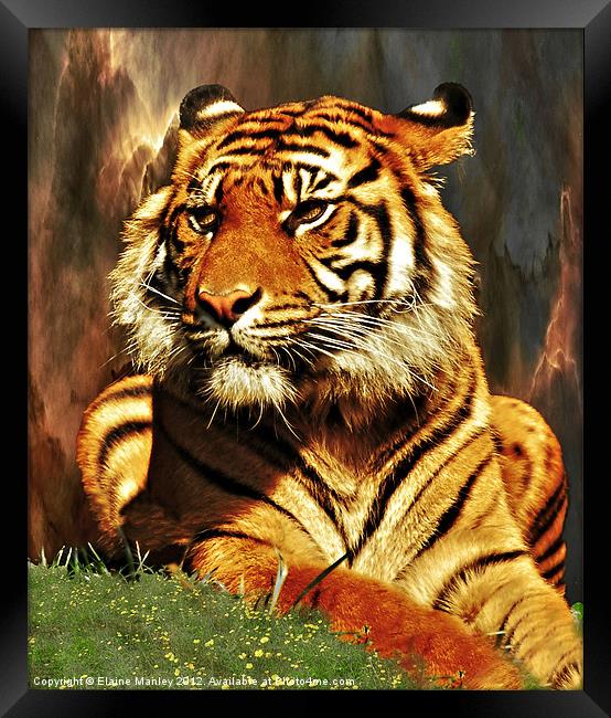 Tiger Beauty      Animal Framed Print by Elaine Manley