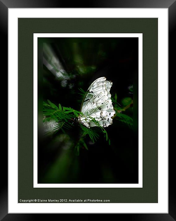 Tropical White Butterfly.. Wood Nymph  Framed Mounted Print by Elaine Manley
