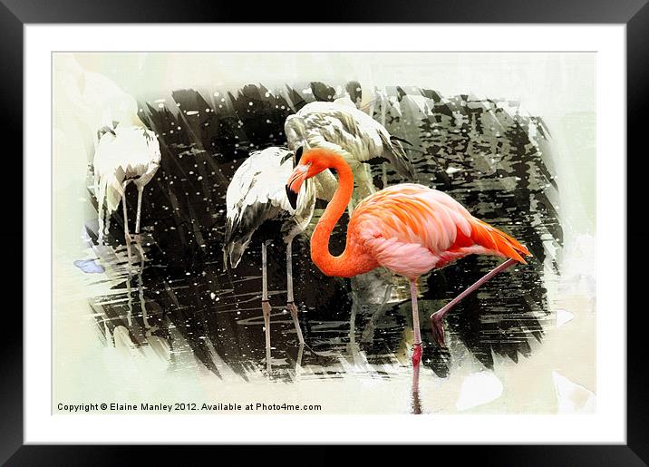 Standing Out Framed Mounted Print by Elaine Manley