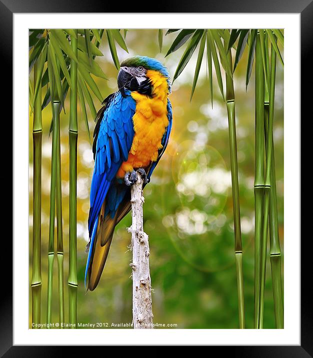 Blue and Yellow Macaw Framed Mounted Print by Elaine Manley