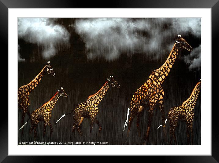 Giraffe Framed Mounted Print by Elaine Manley