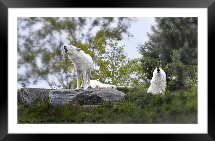 Howling  White Wolves Framed Mounted Print by Elaine Manley
