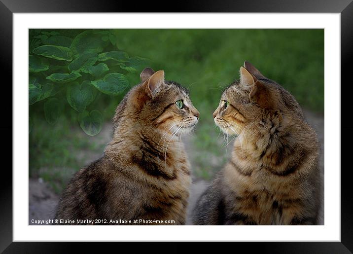 Face to Face Framed Mounted Print by Elaine Manley