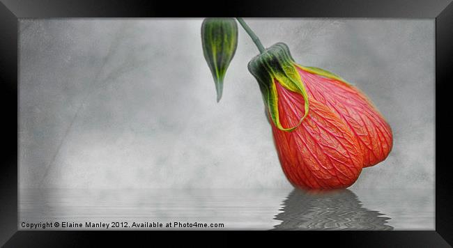 Hibiscus Bud Framed Print by Elaine Manley