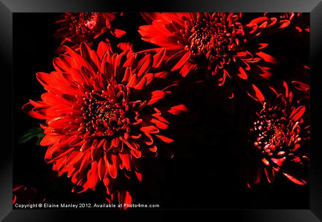 Sunlit Chrysanthemums Framed Print by Elaine Manley