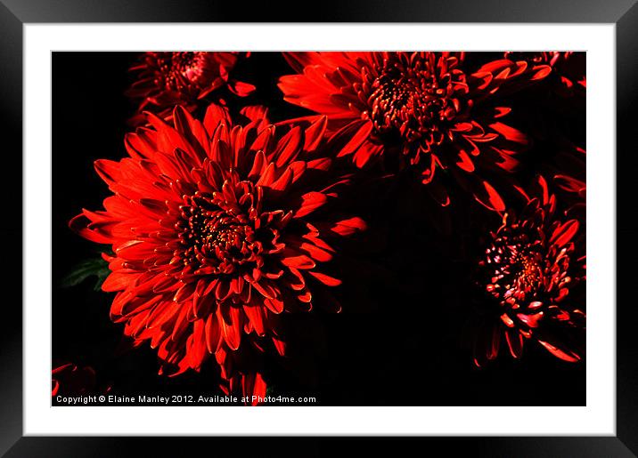 Sunlit Chrysanthemums Framed Mounted Print by Elaine Manley