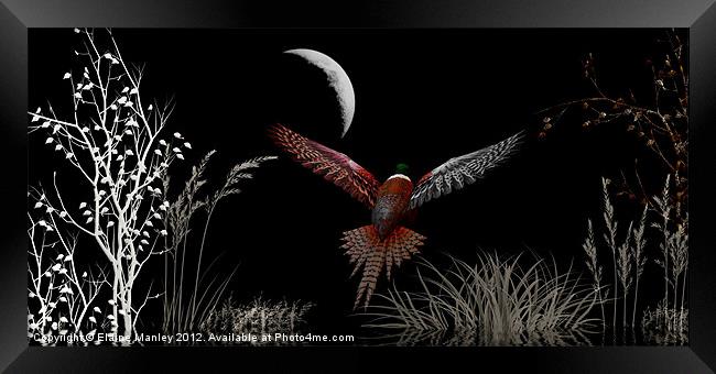 Night Flight Framed Print by Elaine Manley