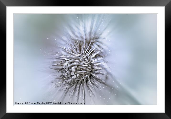 Winter Thistles Framed Mounted Print by Elaine Manley