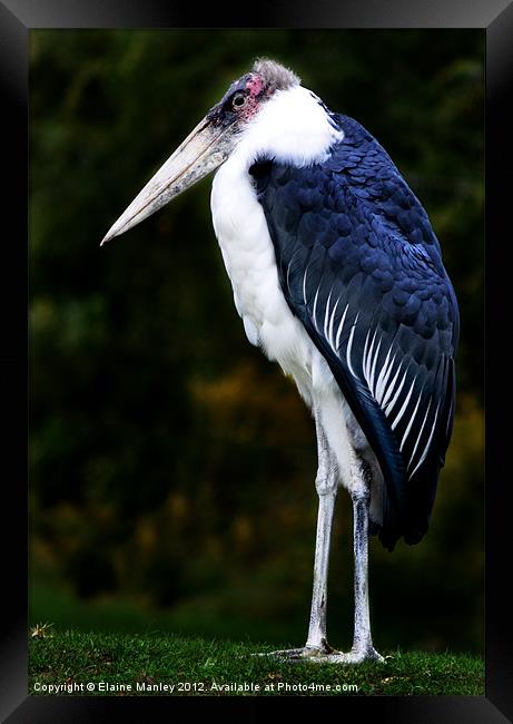 African Marabou Stork Framed Print by Elaine Manley