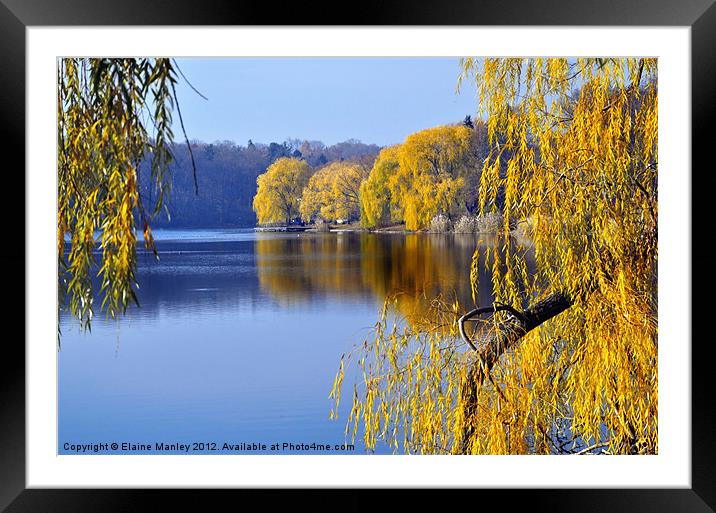 November Weeping Willows Framed Mounted Print by Elaine Manley