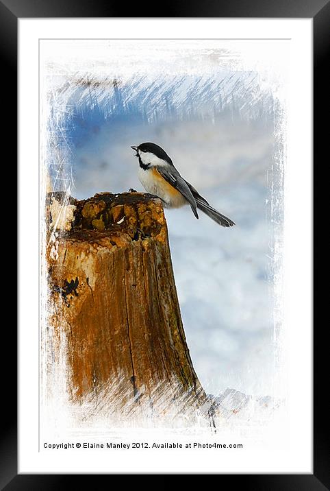 Winter Visitor Framed Mounted Print by Elaine Manley