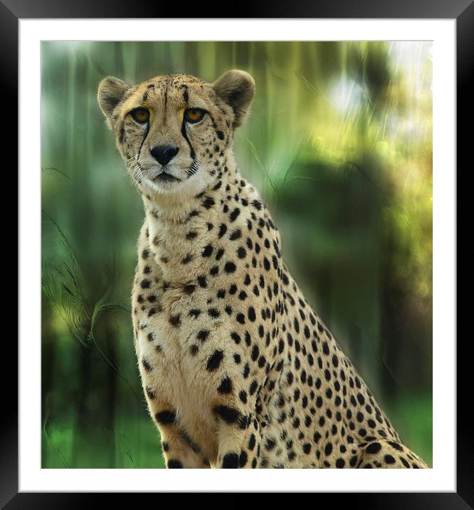 Cheetah Spots Framed Mounted Print by Elaine Manley