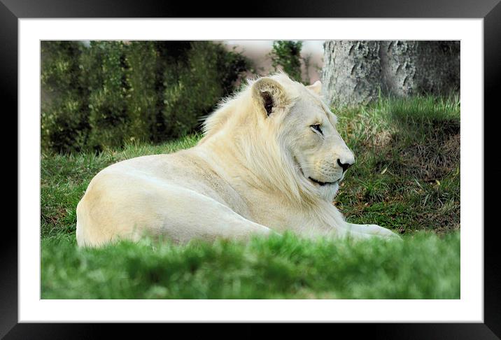  Beautiful White Lion Male     Animal Framed Mounted Print by Elaine Manley