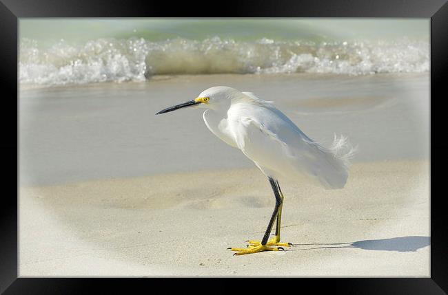 Snowy Egret Framed Print by Elaine Manley