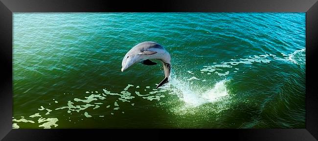Jumping Dolphin Framed Print by Elaine Manley