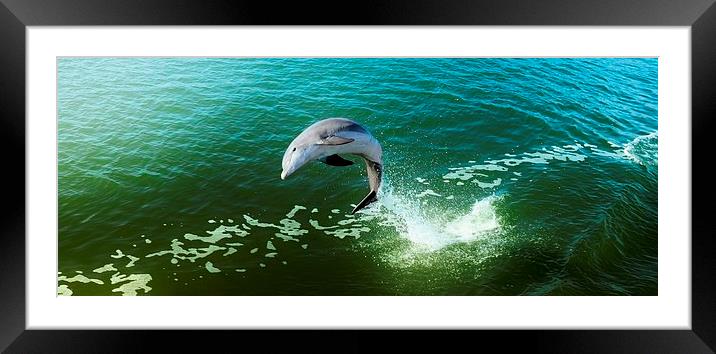 Jumping Dolphin Framed Mounted Print by Elaine Manley