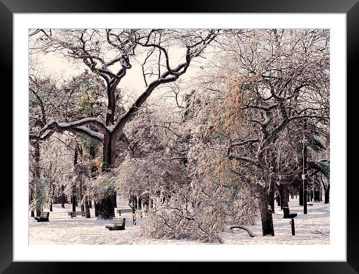 Winter Trees Framed Mounted Print by Elaine Manley