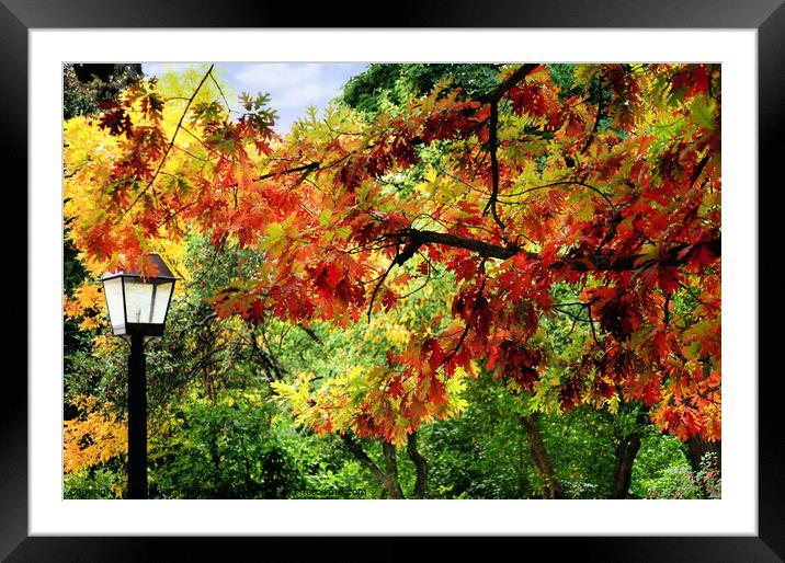 Autumn Oak Framed Mounted Print by Elaine Manley