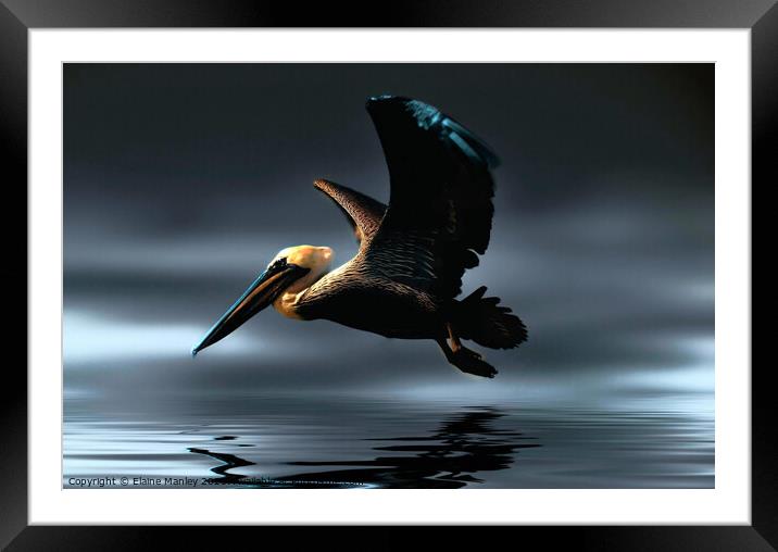 Pelican Framed Mounted Print by Elaine Manley