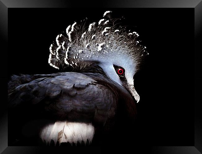 Victoria Crowned Pigeon Framed Print by Elaine Manley