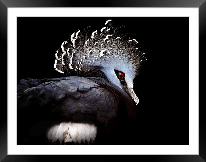 Victoria Crowned Pigeon Framed Mounted Print by Elaine Manley