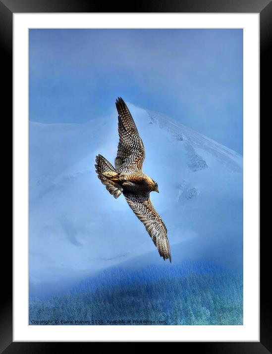 Peregrin Falcon... Soar over the mountains and tre Framed Mounted Print by Elaine Manley