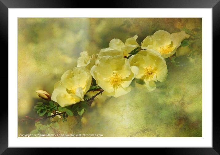 Yellow Roses Framed Mounted Print by Elaine Manley