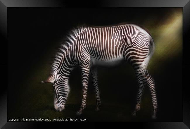 Zebra Framed Print by Elaine Manley