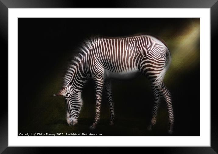 Zebra Framed Mounted Print by Elaine Manley