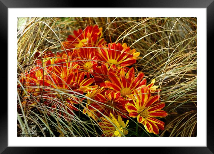 Wild Grass and Chrysanthemums Framed Mounted Print by Elaine Manley