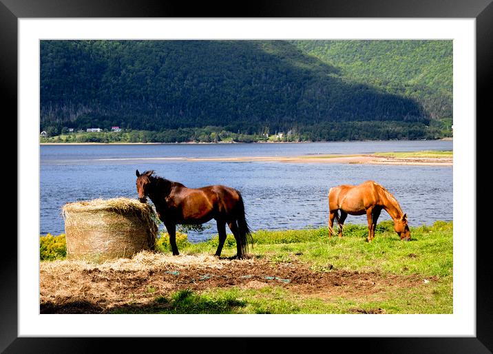 Horses by the Atlantic Ocean Framed Mounted Print by Elaine Manley