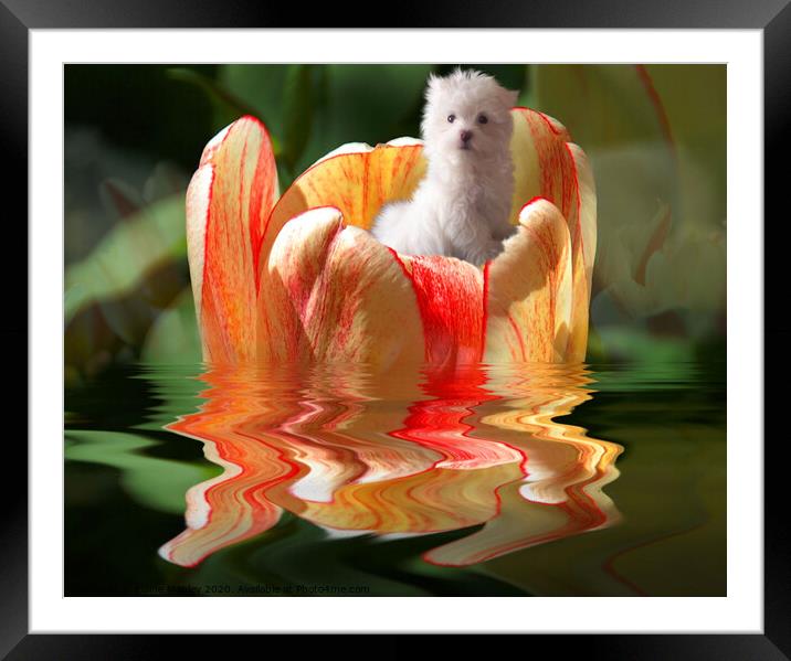 Flower Boat Ride Framed Mounted Print by Elaine Manley
