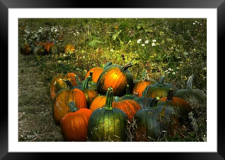 Pumpkins for Sale   misc  Framed Mounted Print by Elaine Manley