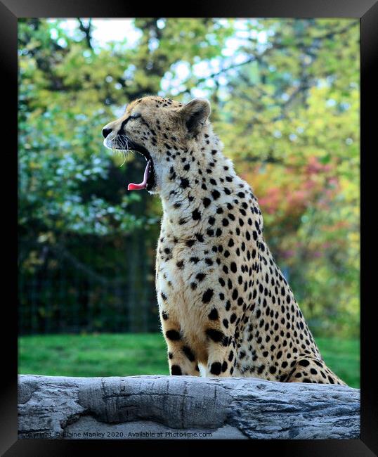 A Cheetah Yawn Framed Print by Elaine Manley