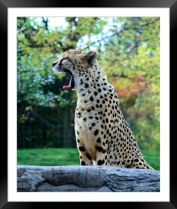 A Cheetah Yawn Framed Mounted Print by Elaine Manley