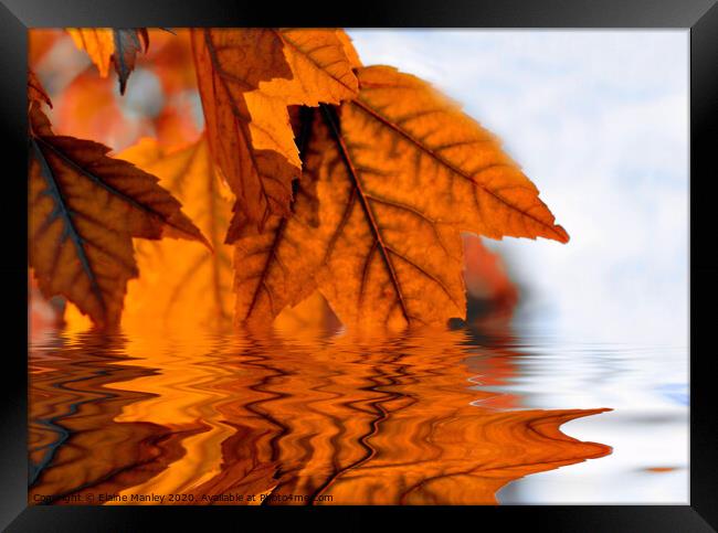   misc    Autumn Leaf Reflecions Framed Print by Elaine Manley