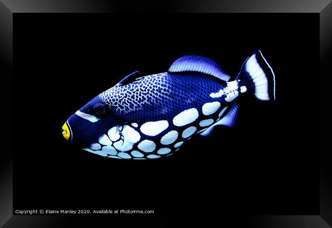 Coral Reef Beauty    Clown Triggerfish Framed Print by Elaine Manley