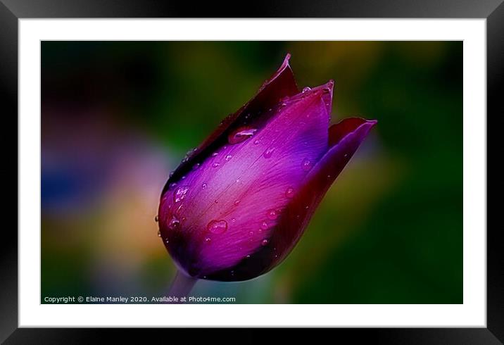  Spring Tulip After The Rain Framed Mounted Print by Elaine Manley