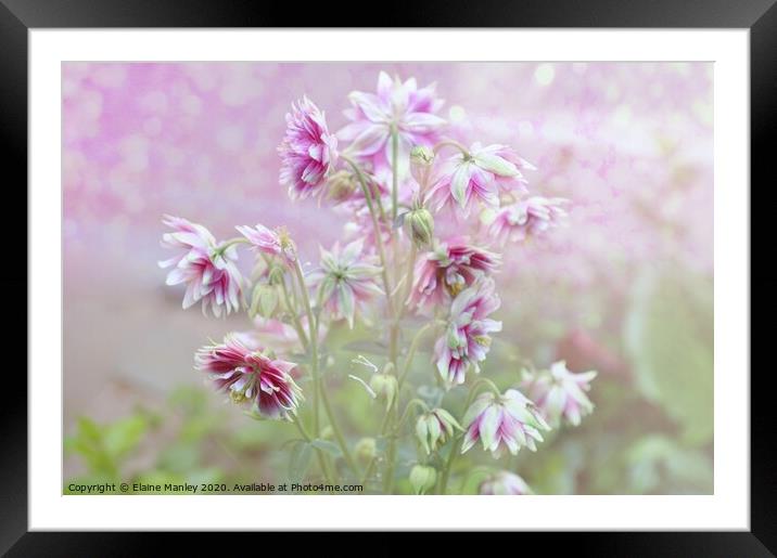Columbine Beauty Framed Mounted Print by Elaine Manley