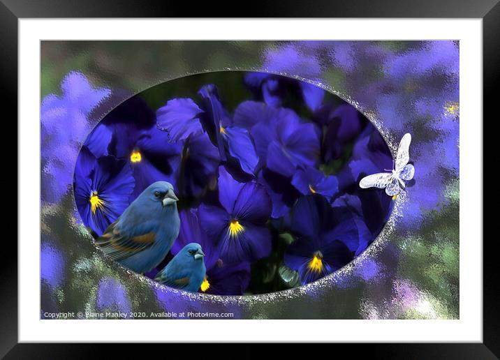 Deep Purple Pansys Framed Mounted Print by Elaine Manley