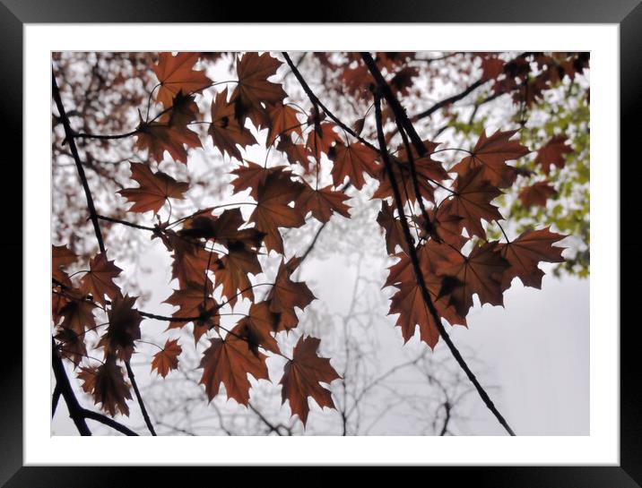  misc  ..Brown Leaves in the Fog Framed Mounted Print by Elaine Manley