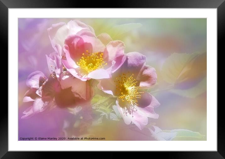 Wild Pink Roses  Framed Mounted Print by Elaine Manley