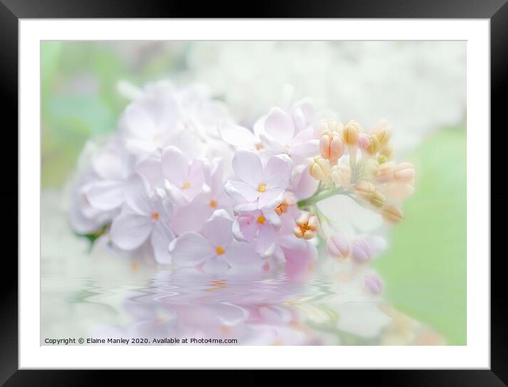  Spring White and Pink Lilacs Framed Mounted Print by Elaine Manley