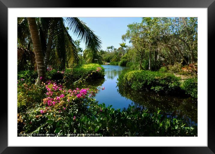 Tropical Garden Framed Mounted Print by Elaine Manley