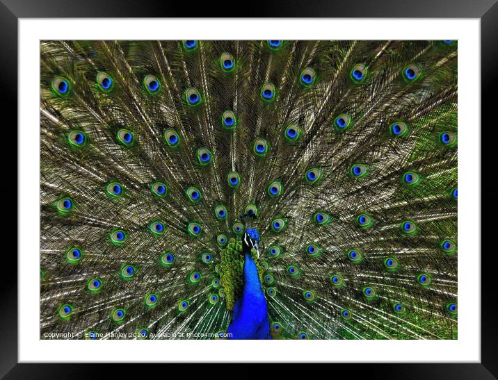 Peacocks Feathers Framed Mounted Print by Elaine Manley